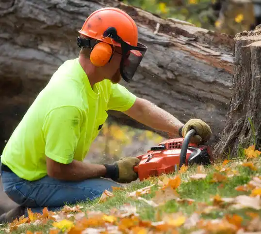 tree services Port Chester